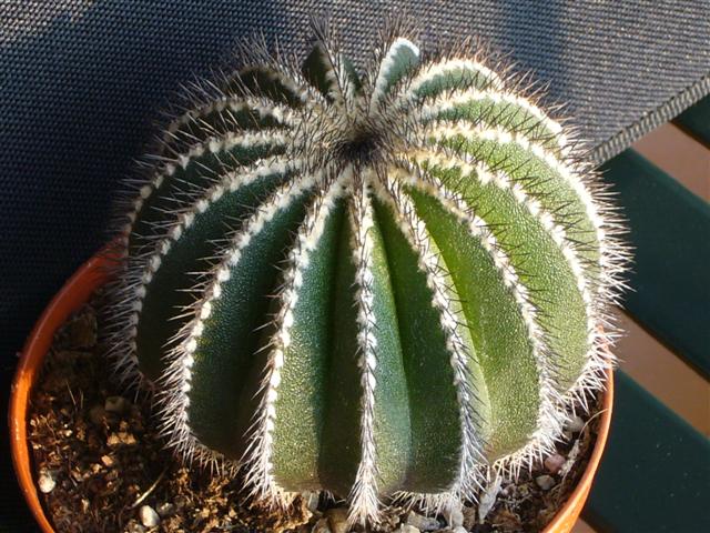 Uebelmannia pectinifera 