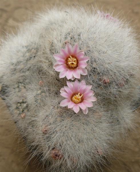 Mammillaria glassii ssp. ascensionis 