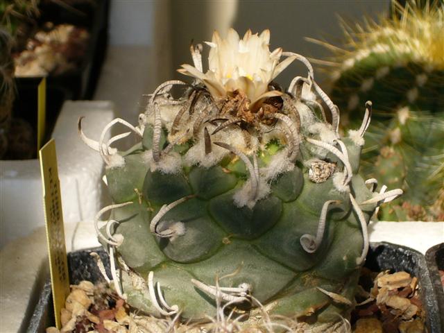 Turbinicarpus klinkerianus 