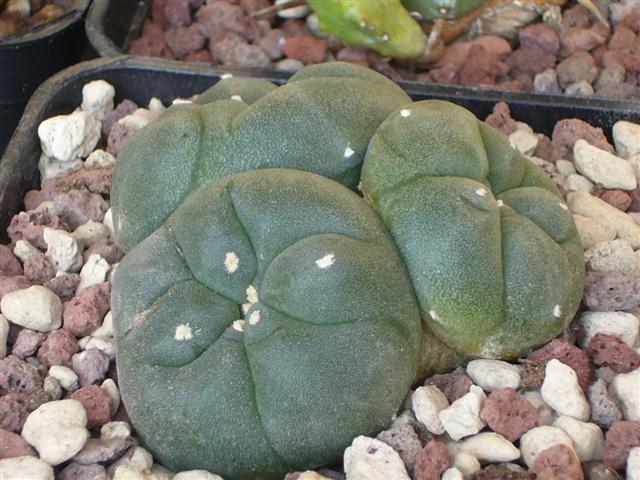 Lophophora  