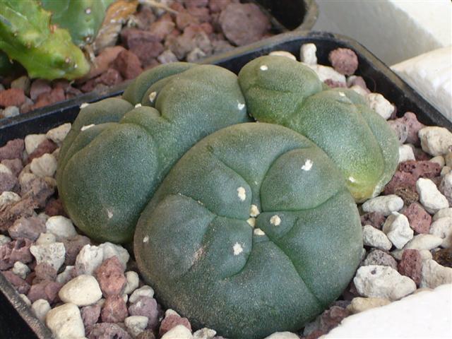 Lophophora  