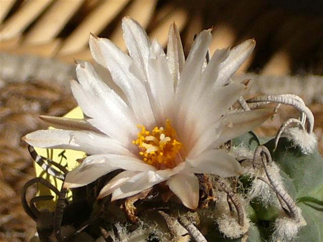 Turbinicarpus klinkerianus 