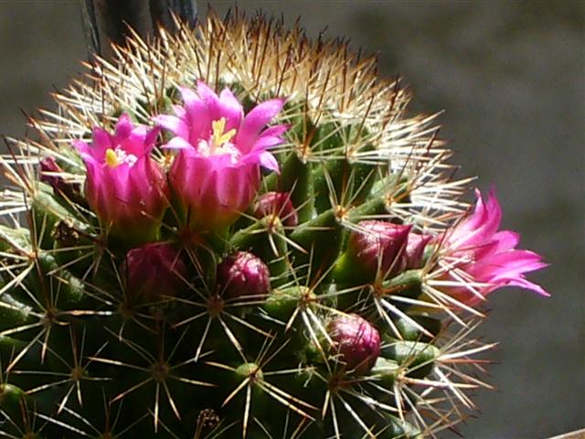 Mammillaria backebergiana 