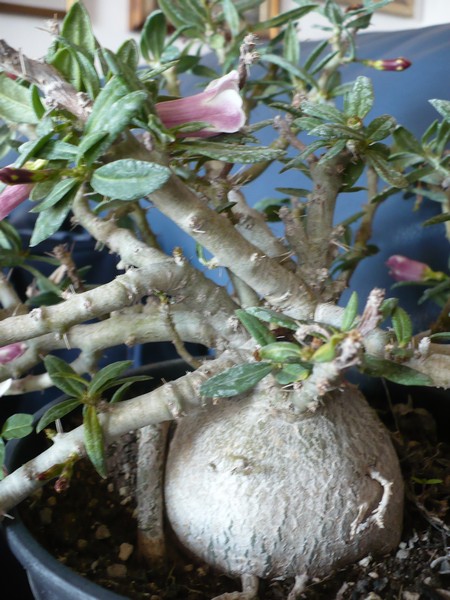 Pachypodium bispinosum 