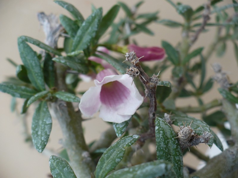 Pachypodium bispinosum 