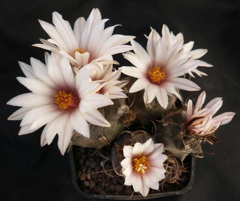 Turbinicarpus macrochele ssp. frailensis 