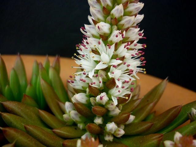 Orostachys erubescens 