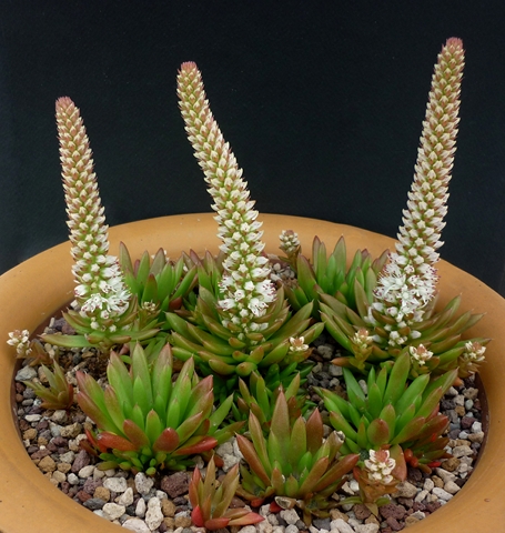 Orostachys erubescens 