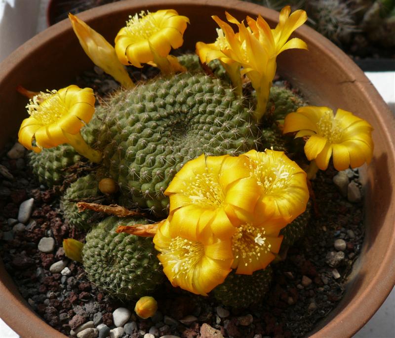 Rebutia marsoneri 