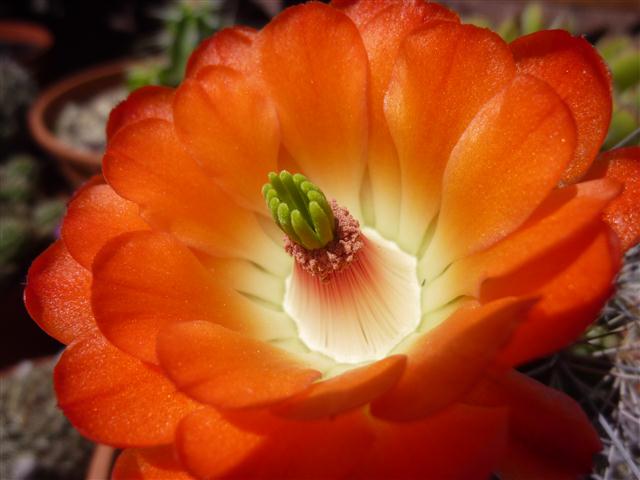 Echinocereus polyacanthus 