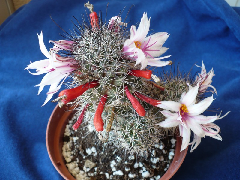 Mammillaria fraileana 