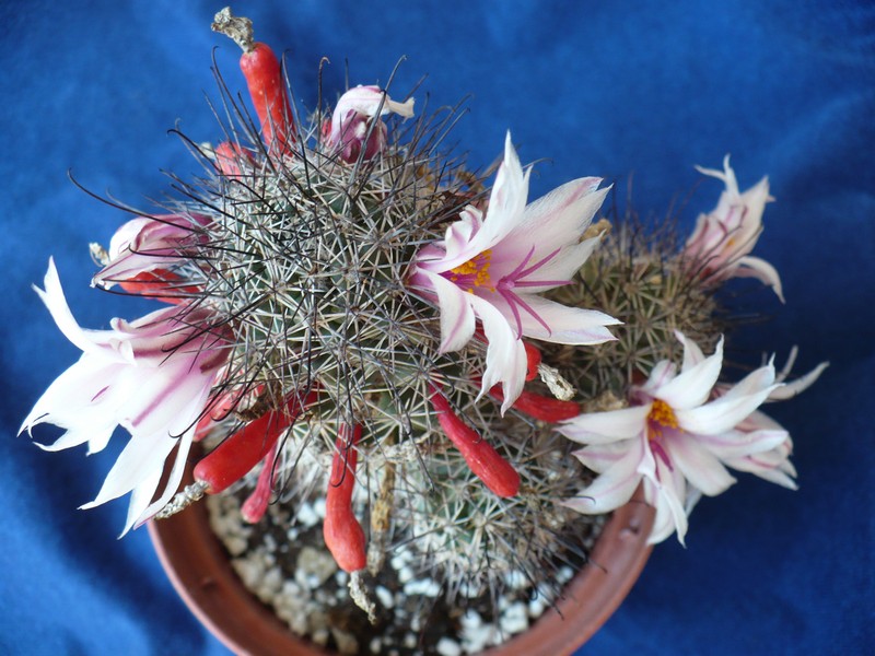 Mammillaria fraileana 