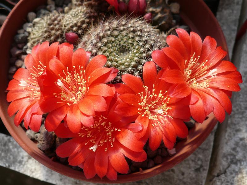 Rebutia marsoneri 