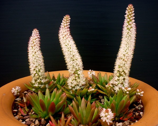 Orostachys erubescens 