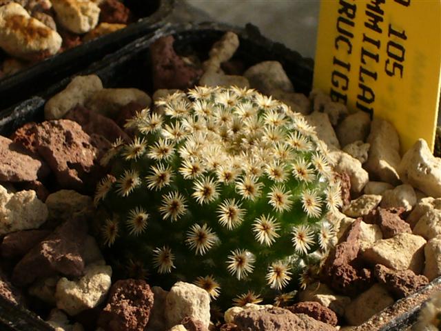 Mammillaria crucigera 