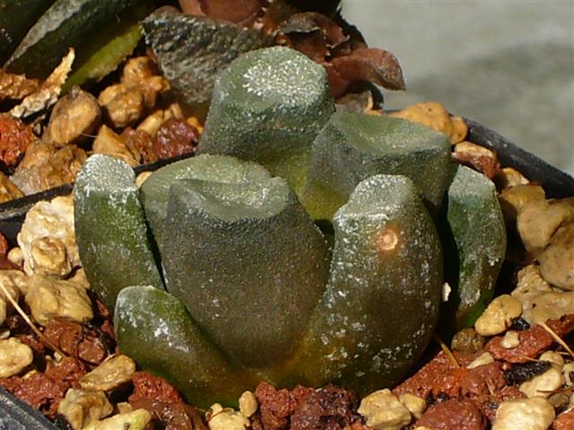 Haworthia maughanii 