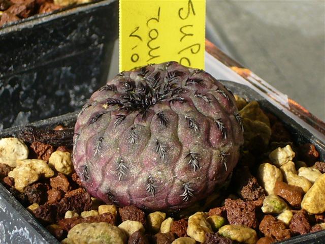 Sulcorebutia rauschii cv. violacidermis 