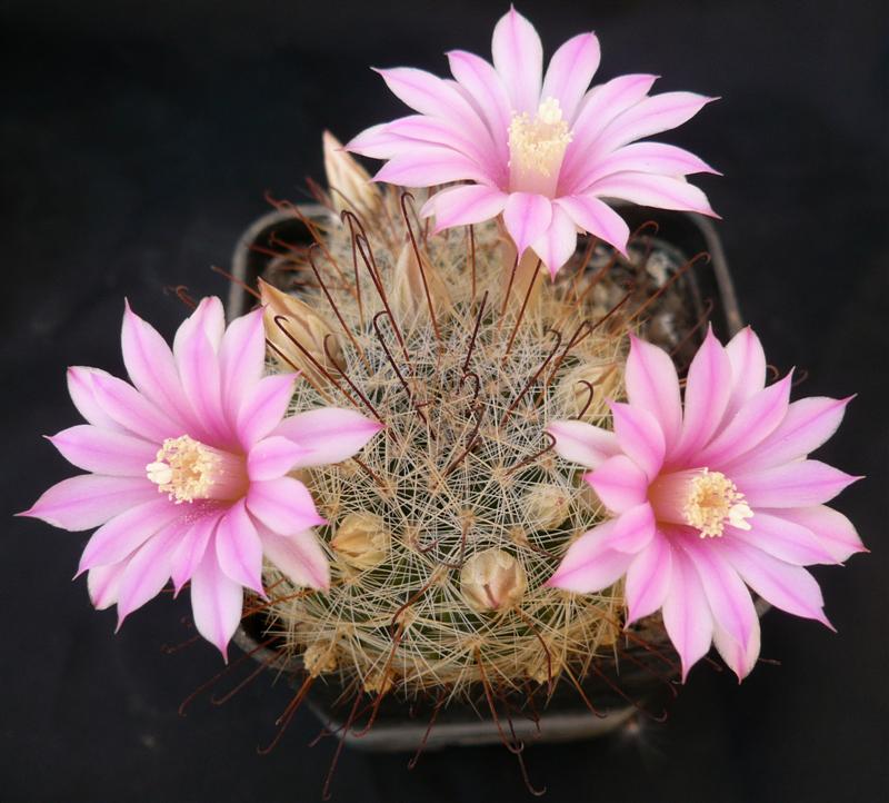 Mammillaria longiflora RS 768