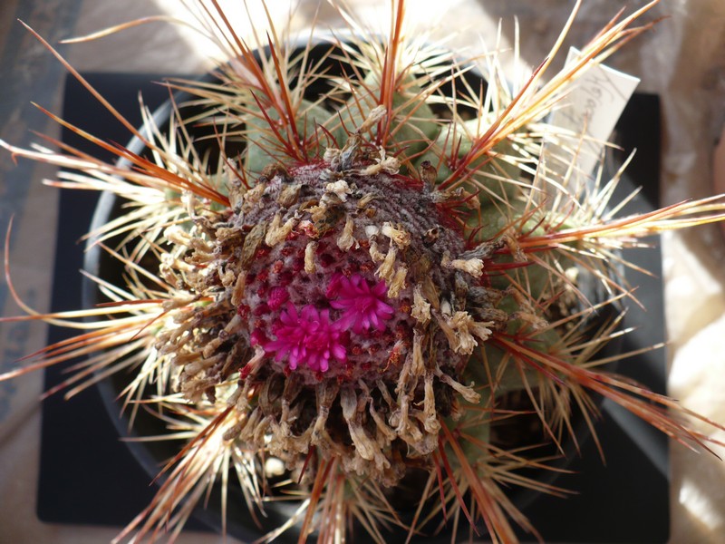 melocactus erythracanthus