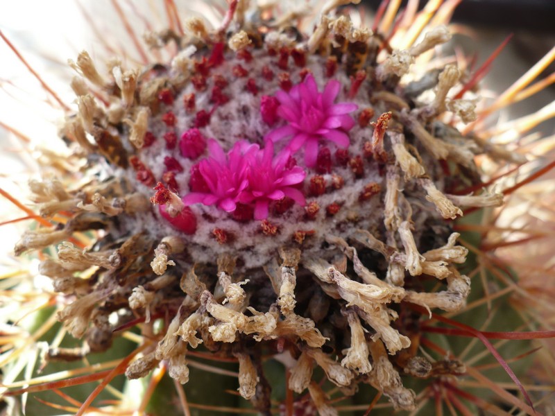 Melocactus erythracanthus 