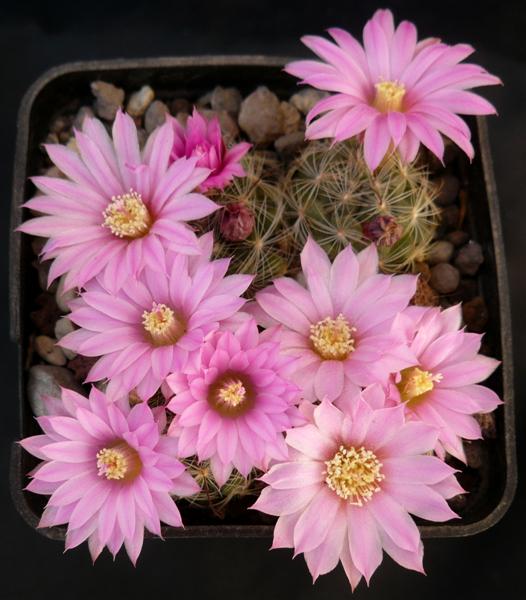 Mammillaria longiflora ssp. stampferi 