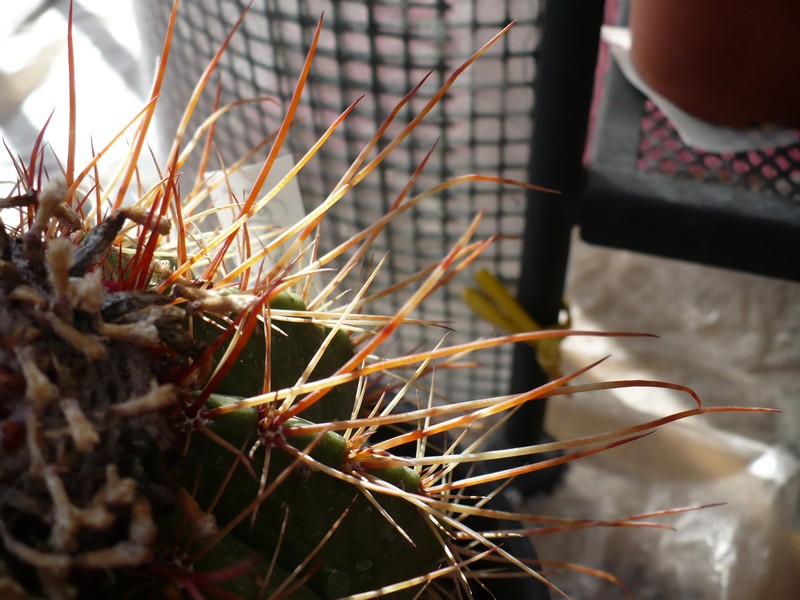Melocactus erythracanthus 