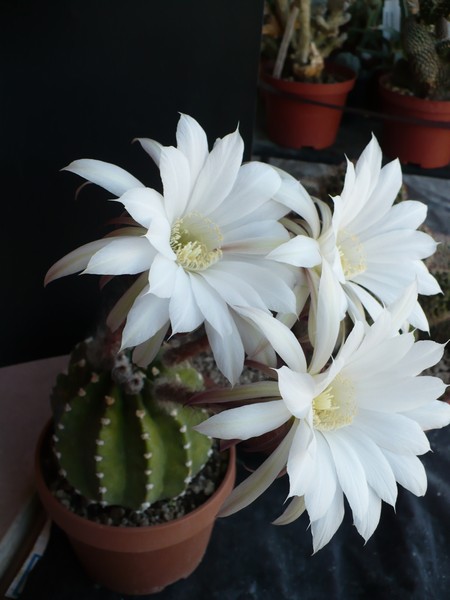 Echinopsis subdenudata 