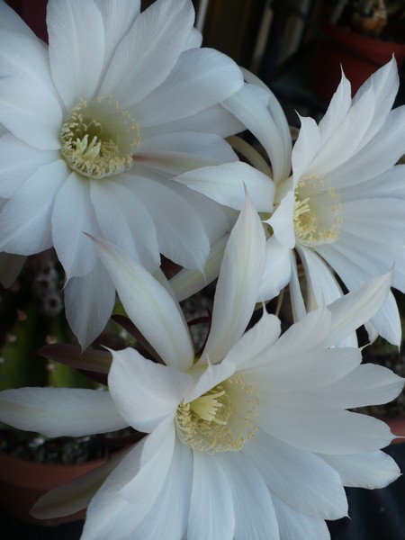 Echinopsis subdenudata 