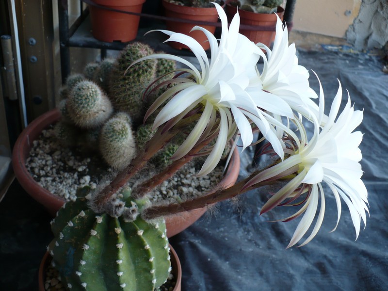 Echinopsis subdenudata 