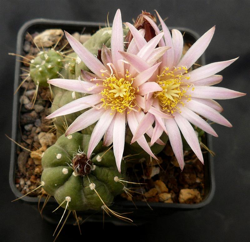 Echinocereus  knippelianus v. kruegeri 