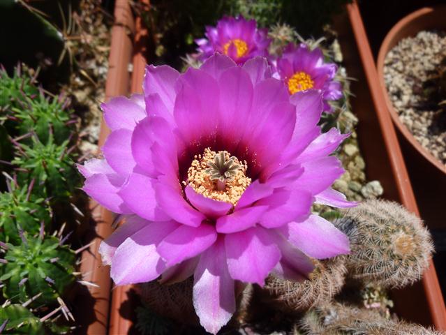 Echinocereus reichenbachii ssp. fitchii 