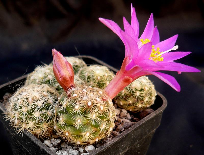 Mammillaria deherdtiana ssp. dodsonii 