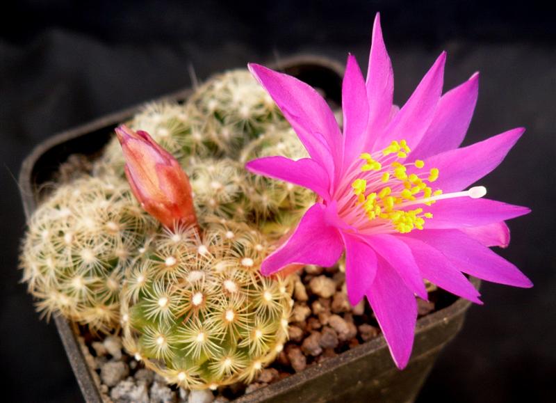 Mammillaria deherdtiana ssp. dodsonii 