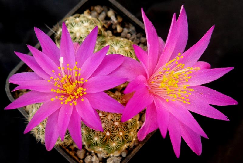 Mammillaria deherdtiana ssp. dodsonii 