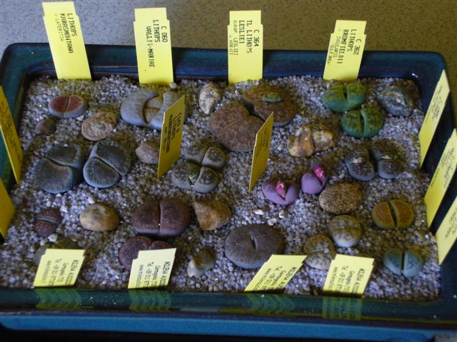 Lithops  