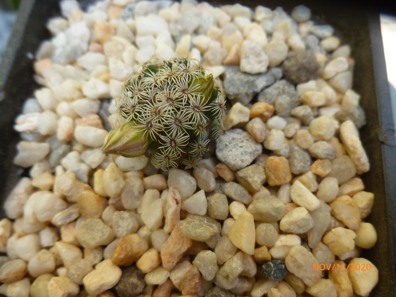 Mammillaria hernandezii 