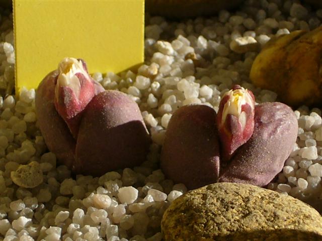 Lithops optica cv. rubra 