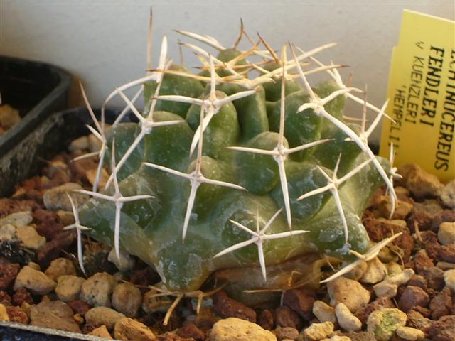 Echinocereus fendleri v. kuenzleri 