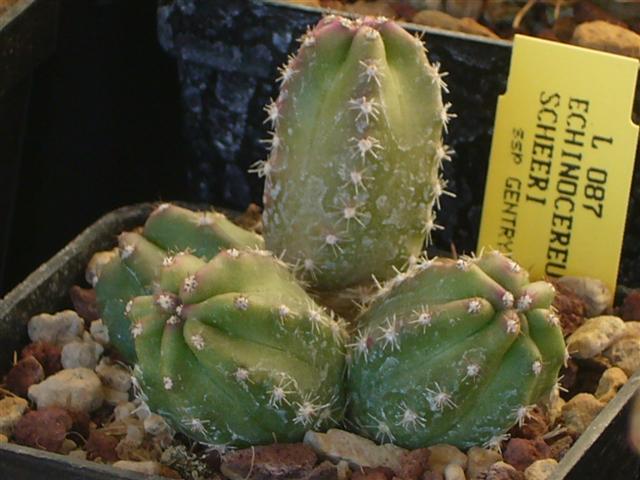 Echinocereus  scheeri v. gentryi L 087