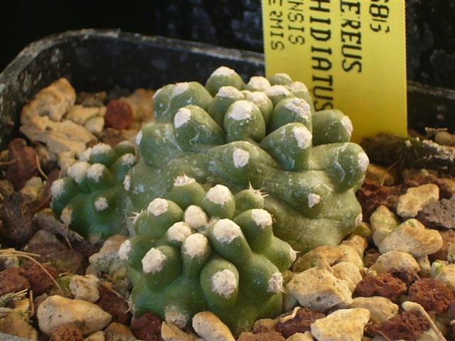 Echinocereus  triglochidiatus ssp. mojavensis f. inermis SB 686