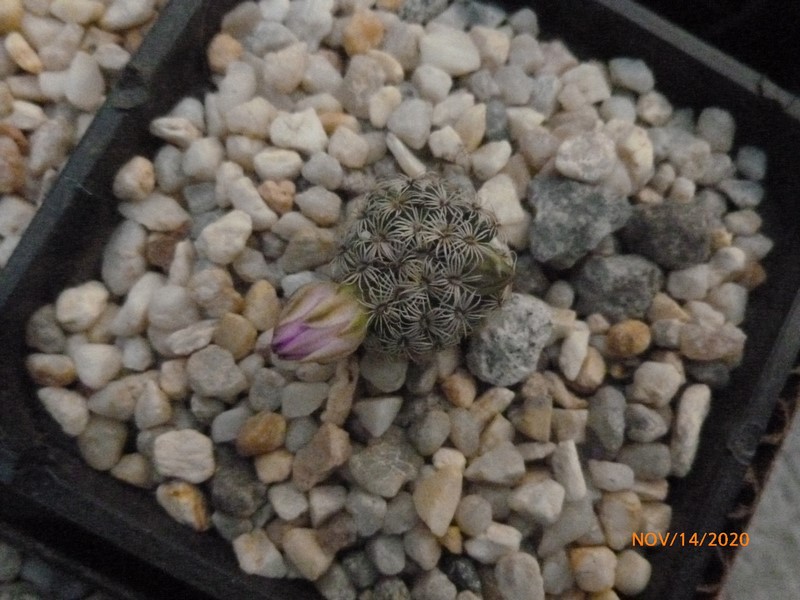 Mammillaria hernandezii 