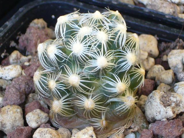 Mammillaria saboae ssp. roczekii 