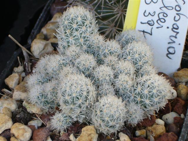 Escobaria sneedii ssp. leei SB 397