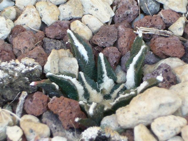 Ariocarpus kotschoubeyanus v. macdowellii 