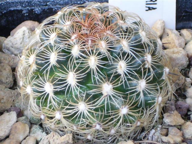 Mammillaria deherdtiana ssp. dodsonii P 345