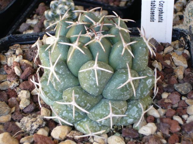 Coryphantha maiz-tablasensis 