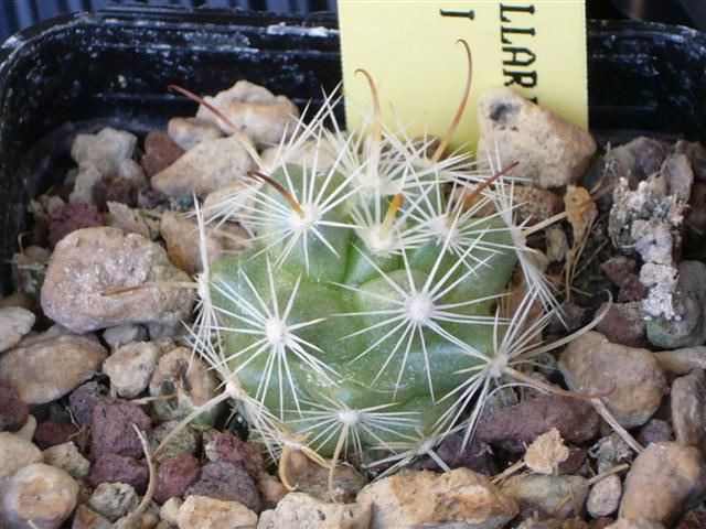 Mammillaria boolii 