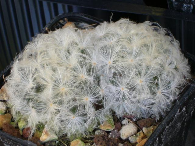 Mammillaria plumosa SB 327