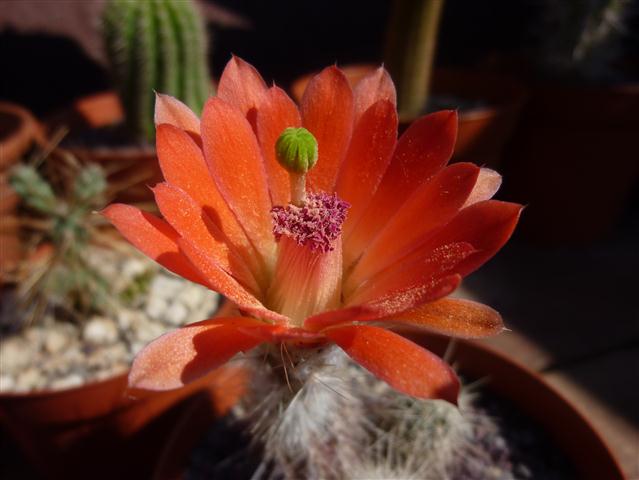 Echinocereus sanpedroensis 