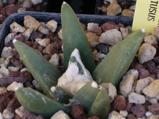 Ariocarpus retusus PP 232